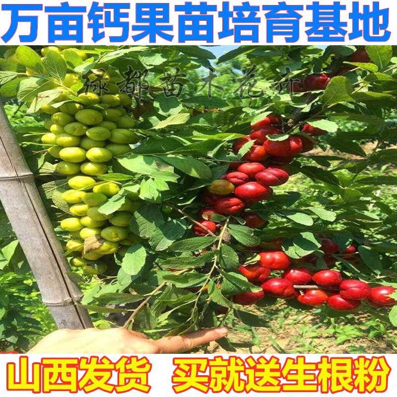 3年生钙果苗黑钙果苗钙果树苗