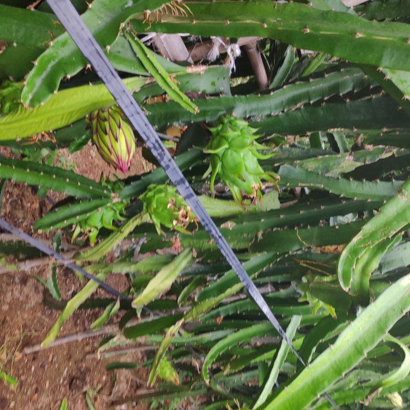 红心火龙果苗台湾大红火龙果