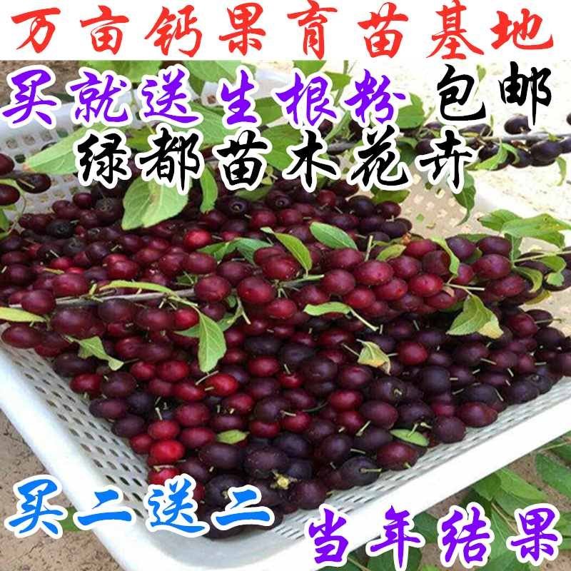 农大钙果苗钙果树苗欧李苗欧李树苗农大钙果苗345678