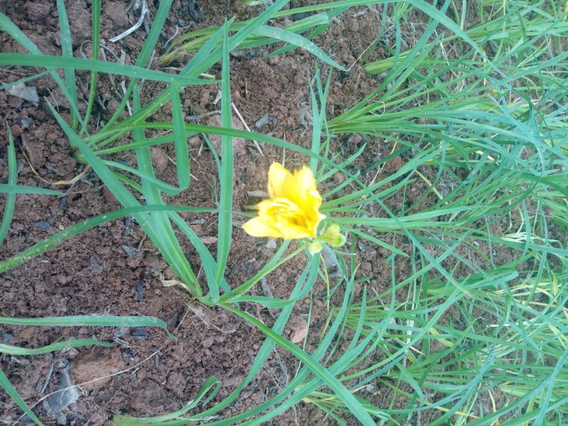 萱草