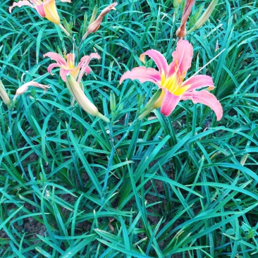 萱草