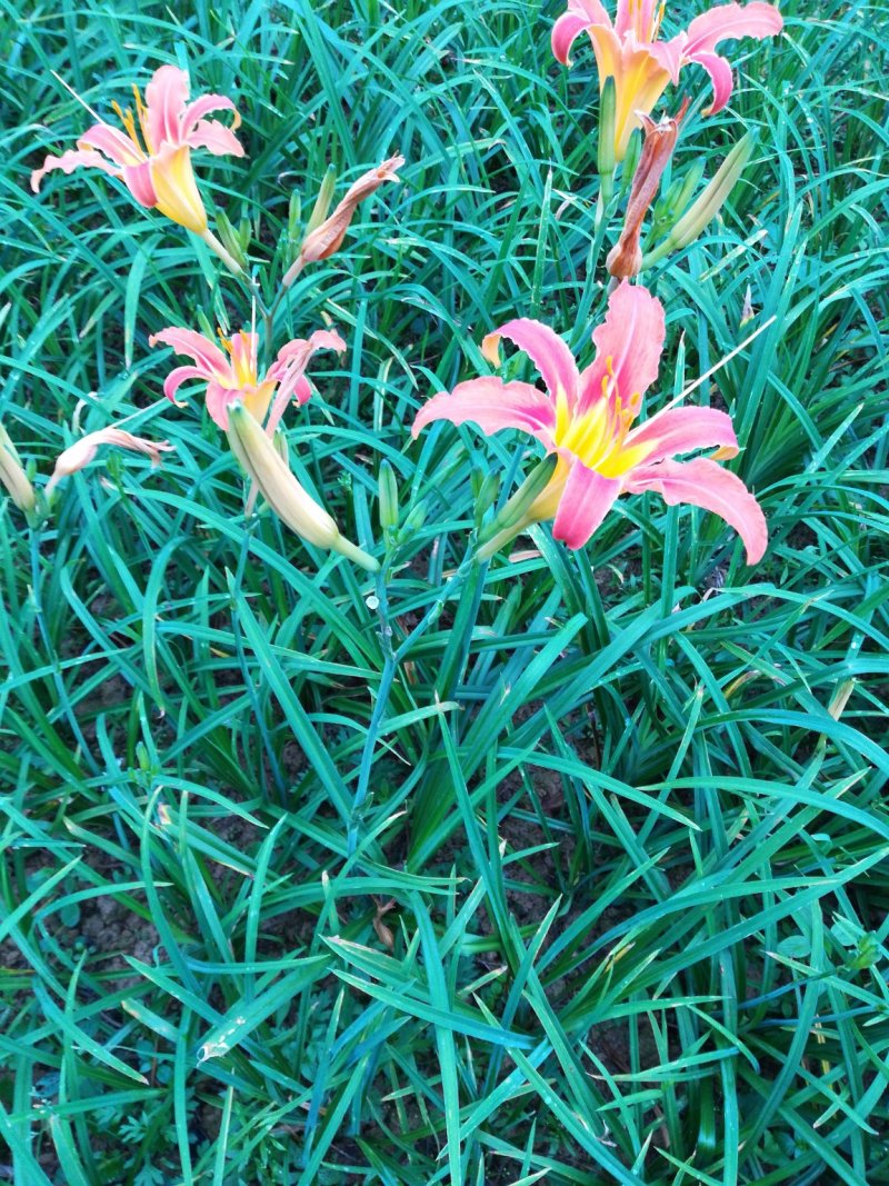 萱草