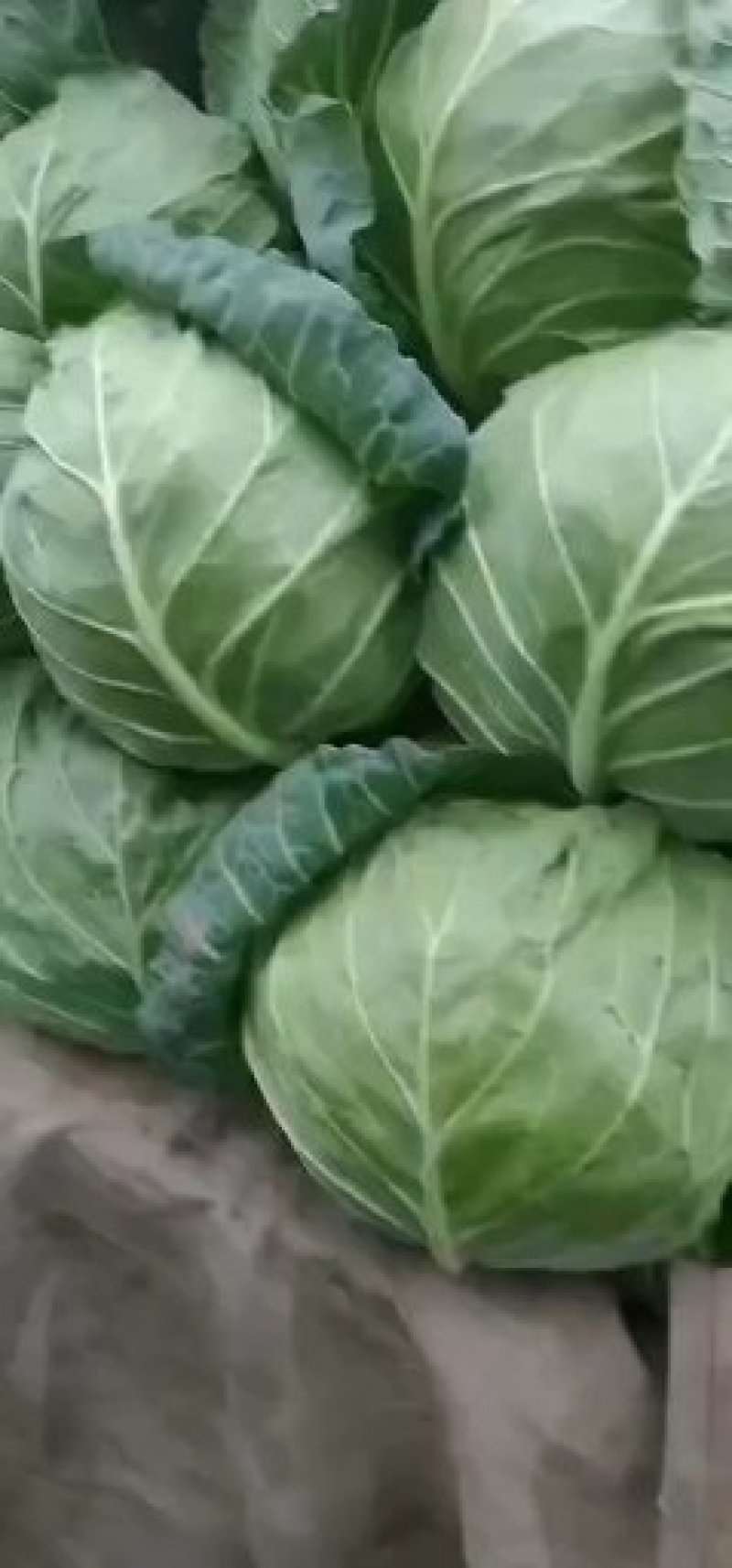 甘蓝本地精品橄榄质量非常好春季甘蓝以大量上市了