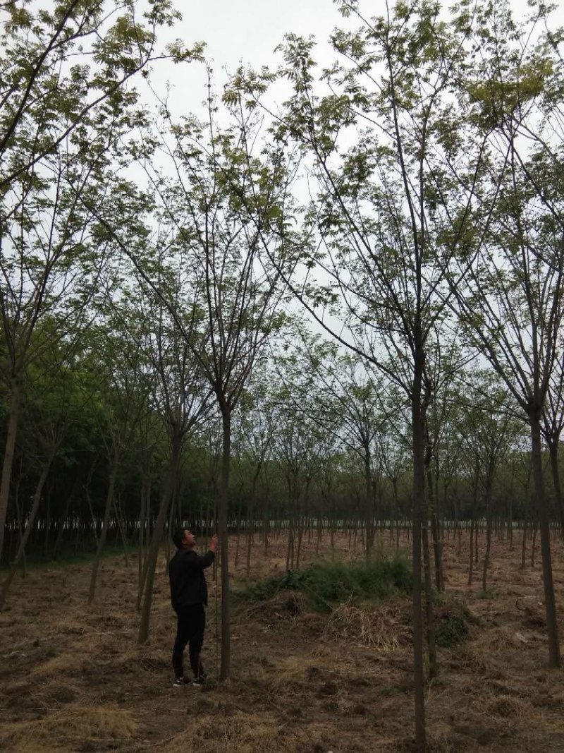10公分精品合欢量大价格美丽量大从优先到先得