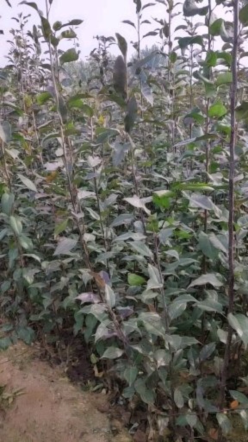 红梨树苗早酥红梨树苗秋月梨树苗品种齐全！