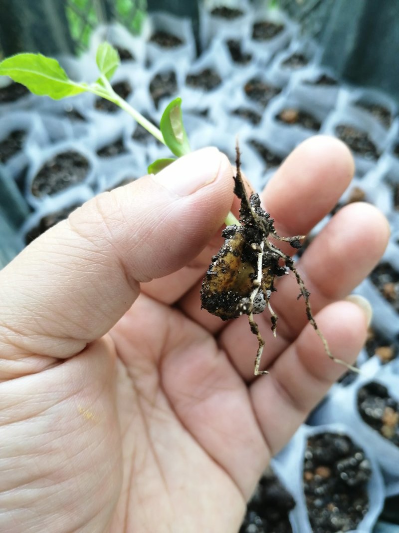 广西罗汉果种子提供育苗技术罗汉果种子新鲜罗汉果种苗