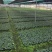 广西罗汉果种子提供育苗技术罗汉果种子新鲜罗汉果种苗