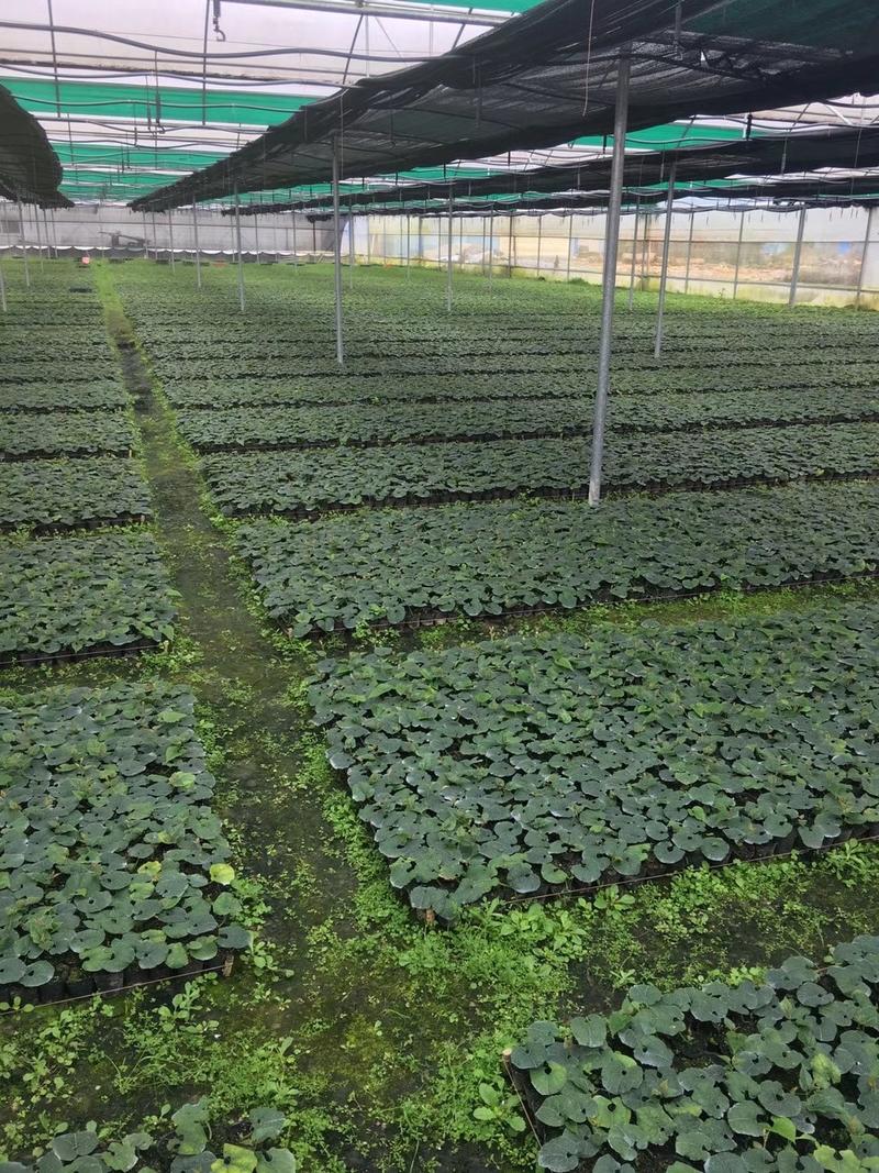 广西罗汉果种子提供育苗技术罗汉果种子新鲜罗汉果种苗