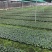 广西罗汉果种子提供育苗技术罗汉果种子新鲜罗汉果种苗