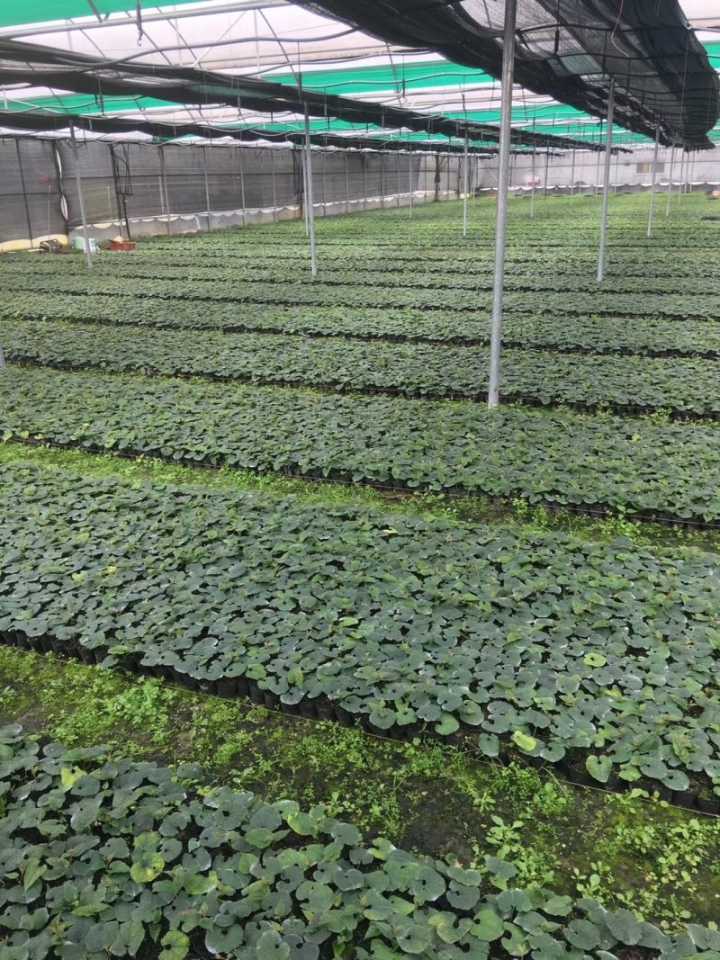 广西罗汉果种子提供育苗技术罗汉果种子新鲜罗汉果种苗
