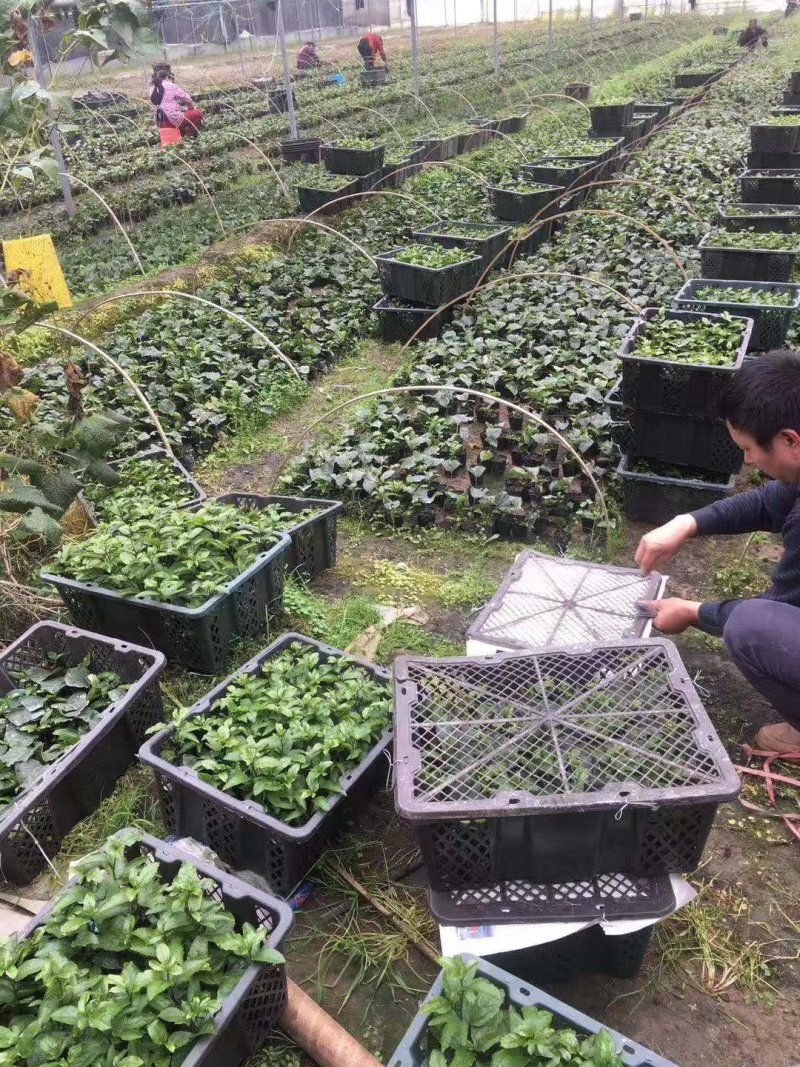 广西罗汉果种子提供育苗技术罗汉果种子新鲜罗汉果种苗