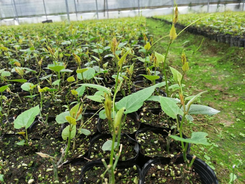广西罗汉果种子提供育苗技术罗汉果种子新鲜罗汉果种苗