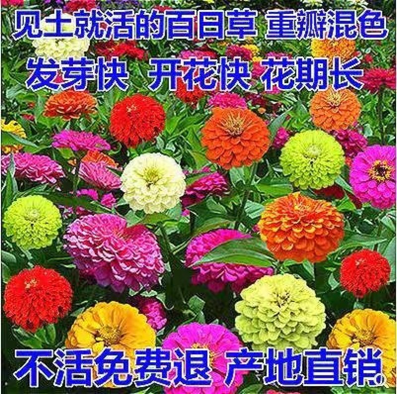 百日草种子四季易种开花快花期长8种颜色可选