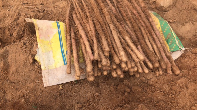 正宗红皮山药可免费品尝