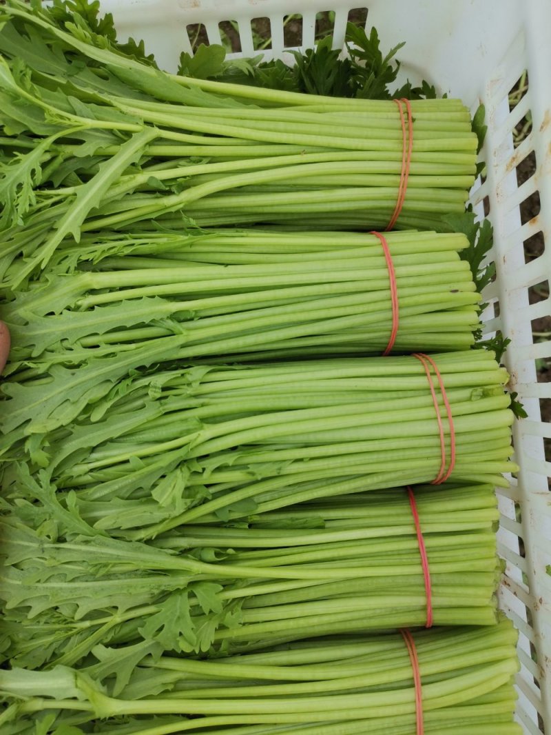 精品茼蒿，各家都说各家好，不如来这瞧一瞧