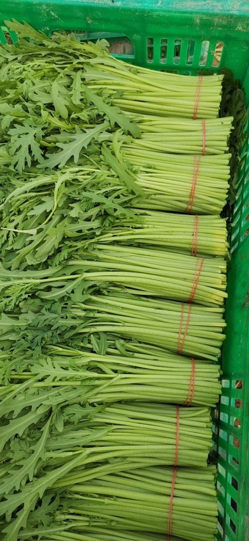 精品茼蒿，各家都说各家好，不如来这瞧一瞧