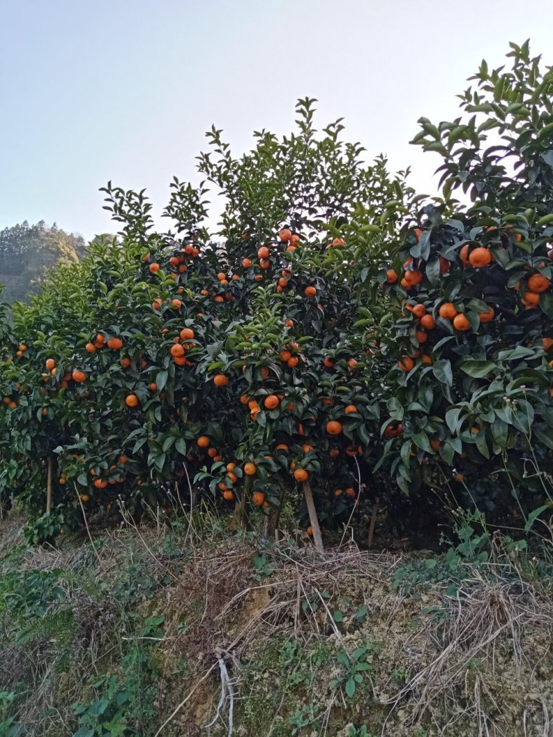 沙糖桔