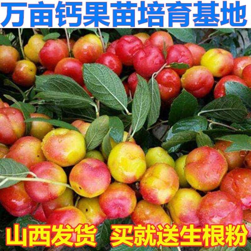 新品种高钙果树苗钙果种苗农大9号钙果苗