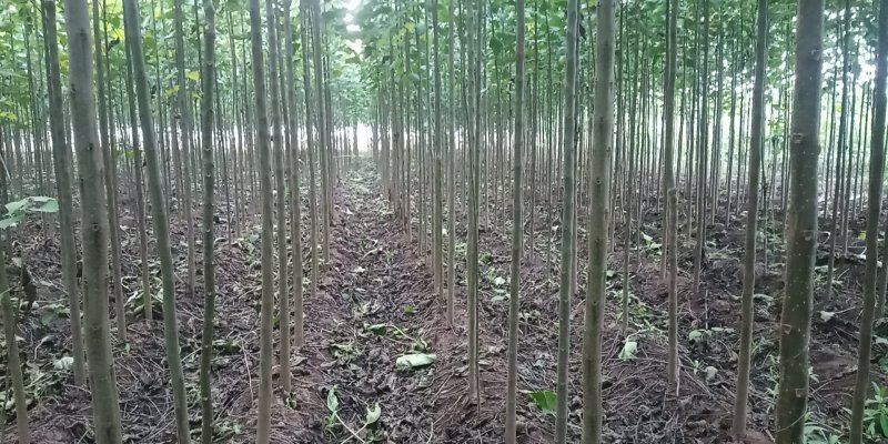 楸树梓树专供穴盘苗
