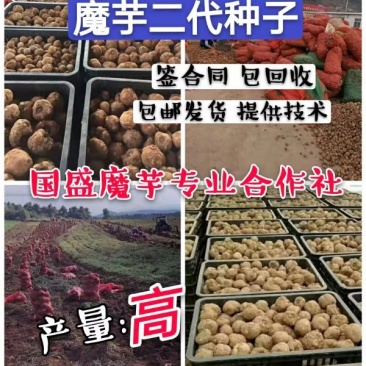 魔芋一代二代花魔芋、可签合同保底回收、全程技术跟踪指导