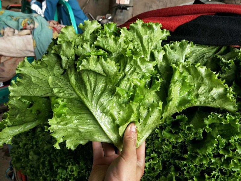 【精品】河北优质散叶生菜，意大利生菜，球生菜，品质优价低