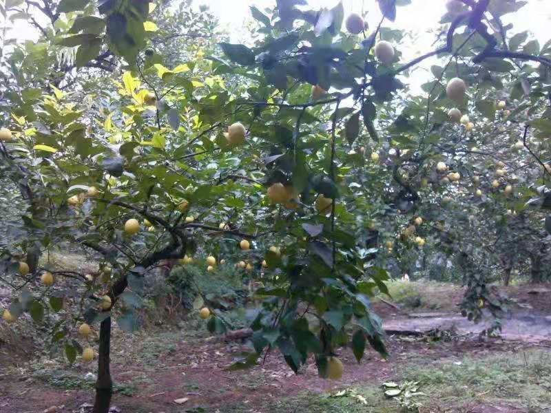 新采枸橘种子积壳种子嫁接砖木带刺篱笆真空包装免费提供发票