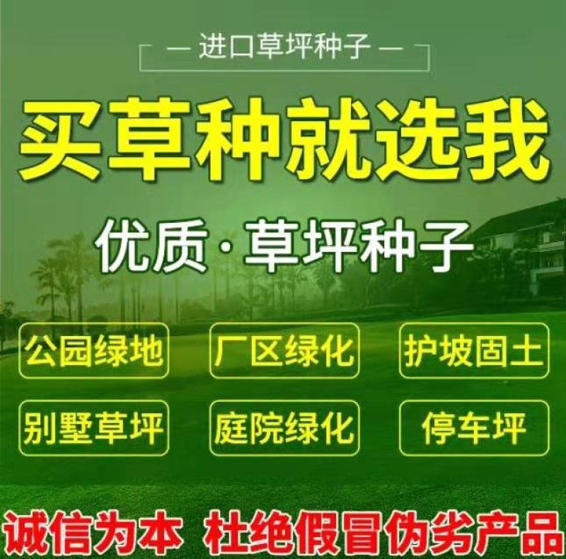 进口果岭草四季青种子庭院高尔夫球场工程绿化专用草坪草籽