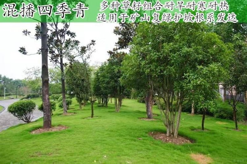 进口果岭草四季青种子庭院高尔夫球场工程绿化专用草坪草籽
