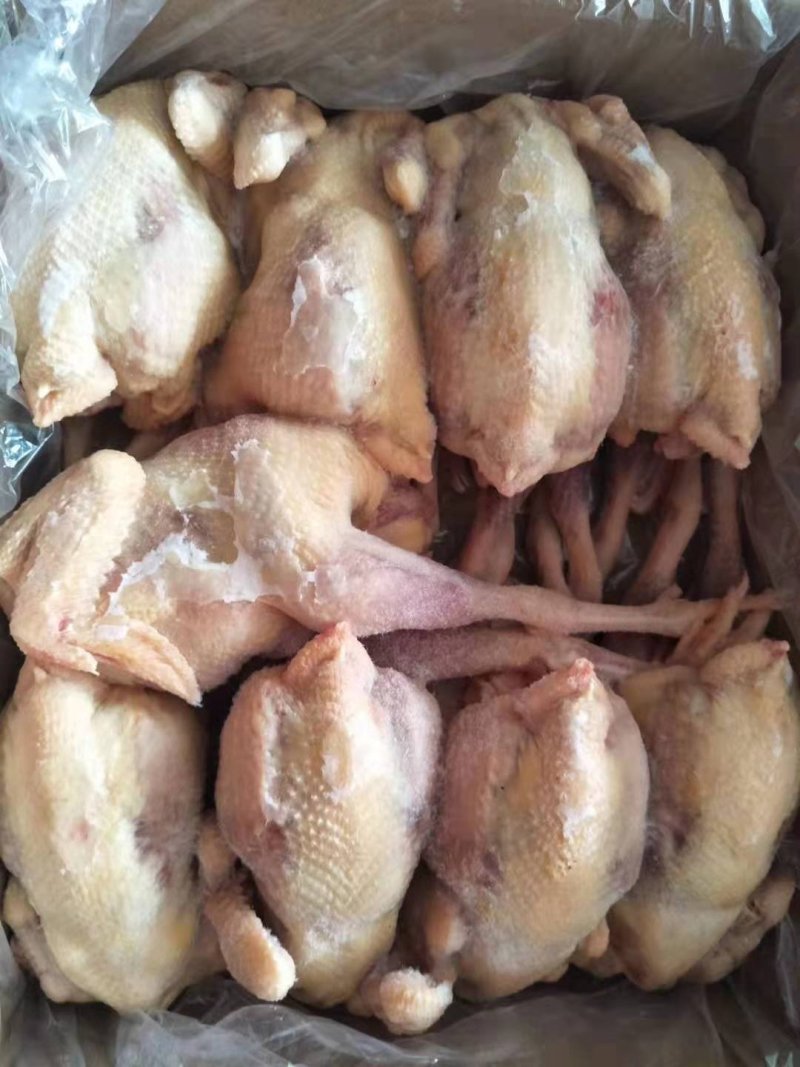 三黄鸡