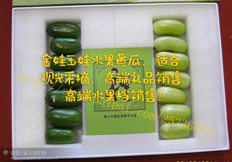 精品水果黄瓜，深绿色，口感佳，品质保障，高产抗病