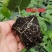 正宗广西桂林永福罗汉果苗树苗包邮