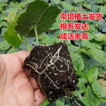 正宗广西桂林永福罗汉果苗树苗包邮