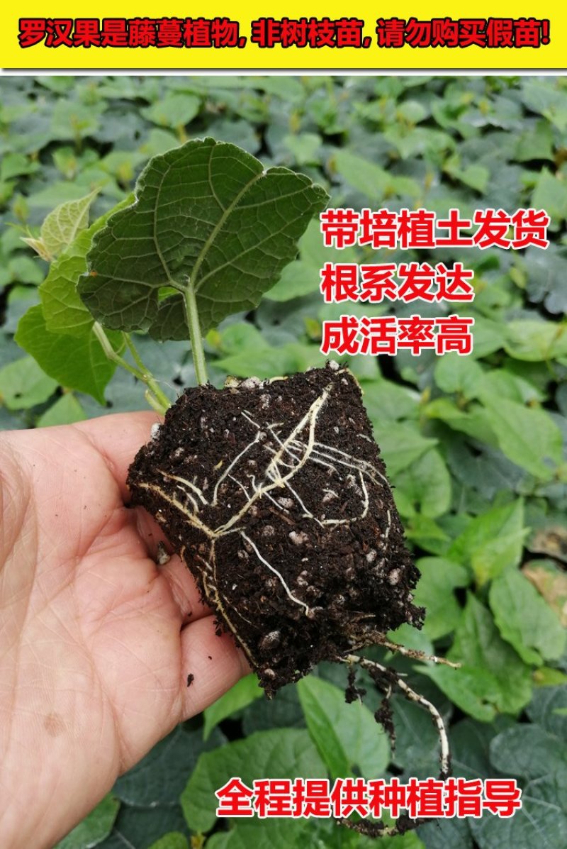 正宗广西桂林永福罗汉果苗树苗包邮