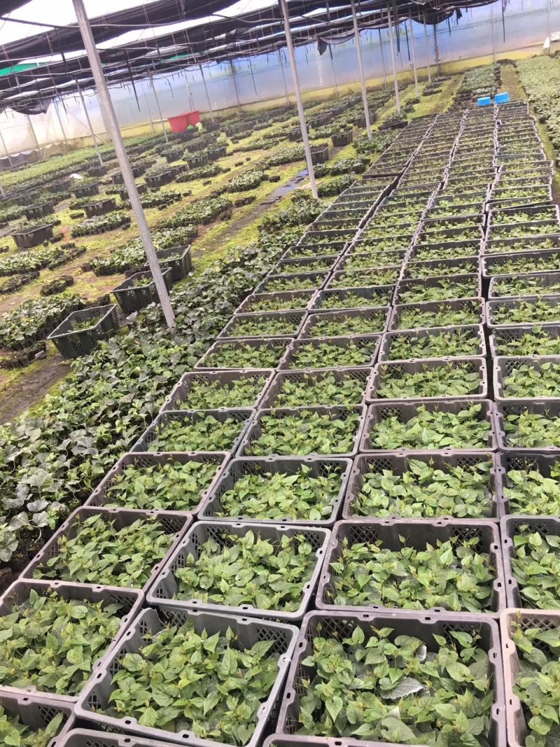 正宗广西桂林永福罗汉果苗树苗包邮