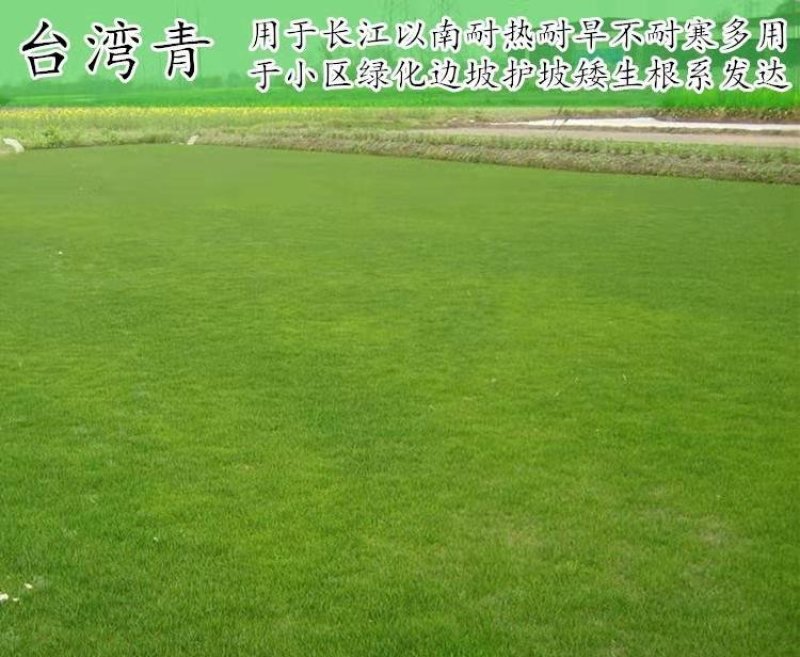 进口地毯草早熟禾种子高尔夫球场庭院草坪草籽四季常青