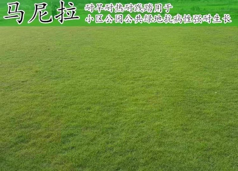 进口地毯草早熟禾种子高尔夫球场庭院草坪草籽四季常青