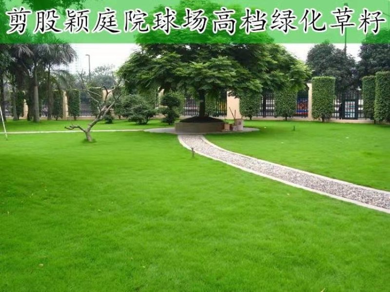 进口地毯草早熟禾种子高尔夫球场庭院草坪草籽四季常青
