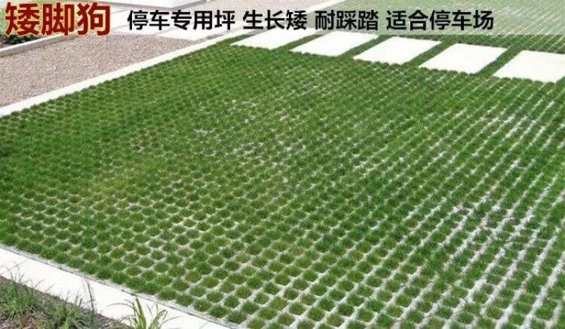 进口地毯草早熟禾种子高尔夫球场庭院草坪草籽四季常青