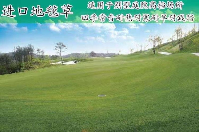 进口地毯草早熟禾种子高尔夫球场庭院草坪草籽四季常青