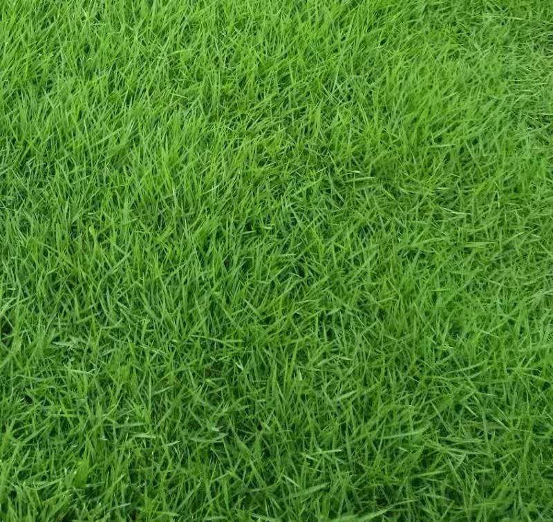 进口地毯草早熟禾种子高尔夫球场庭院草坪草籽四季常青