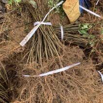 嫁接苹果用海棠苗，嫁接成活率高，不脱沾，品种纯价格便宜