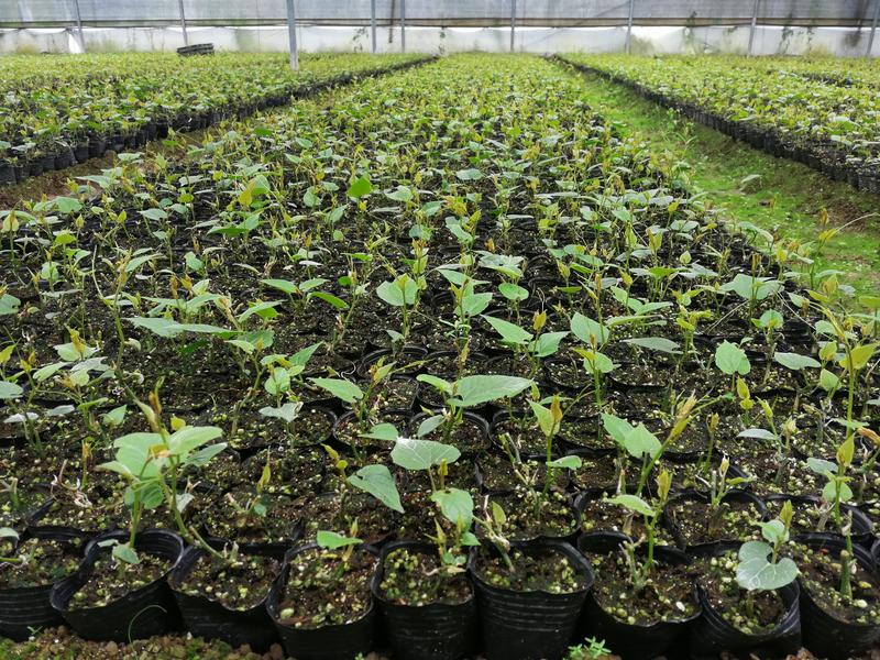 广西罗汉果种子提供育苗技术罗汉果种子新鲜罗汉果种苗