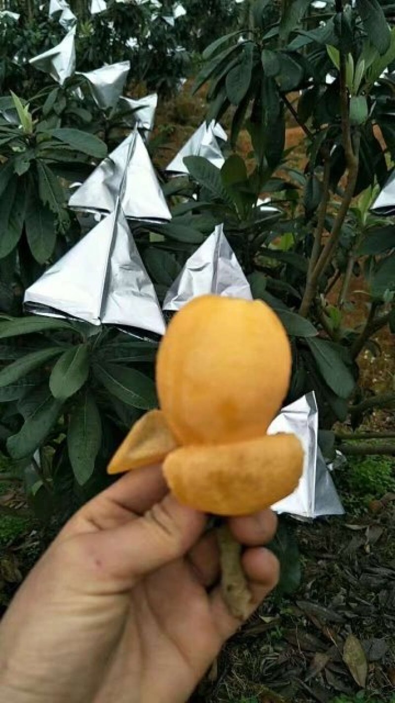 早钟六号枇杷苗，基地直供，品种纯正，量大从优，价格美丽
