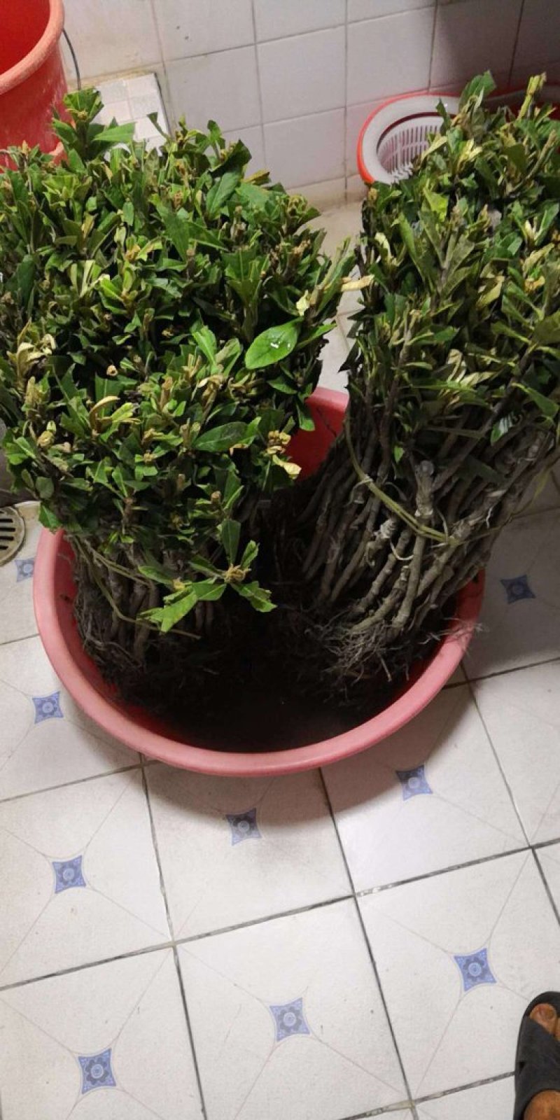 早钟六号枇杷苗，基地直供，品种纯正，量大从优，价格美丽