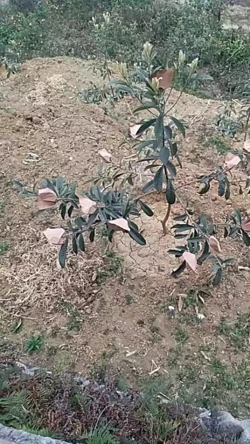 早钟六号枇杷苗，基地直供，品种纯正，量大从优，价格美丽