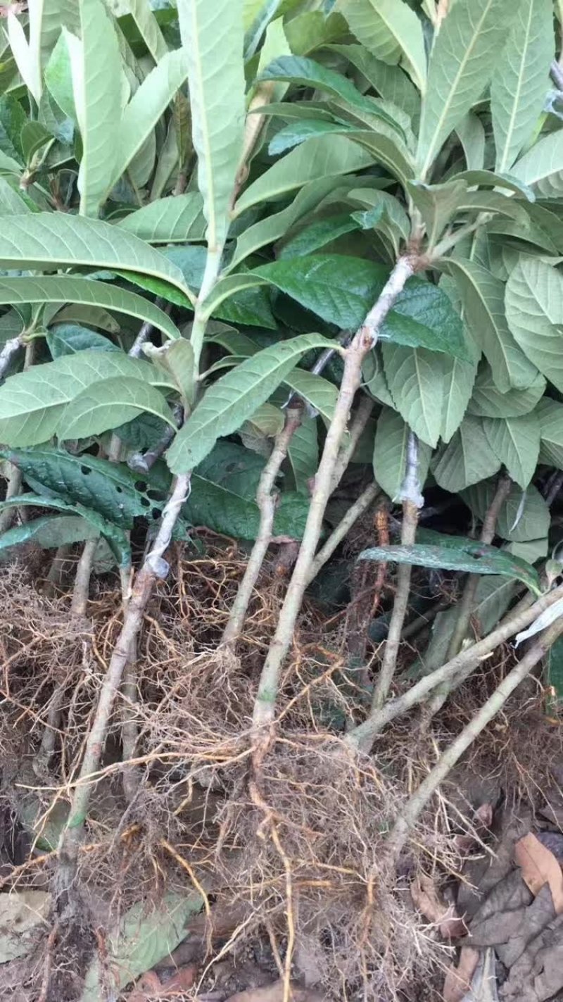 早钟六号枇杷苗，基地直供，品种纯正，量大从优，价格美丽