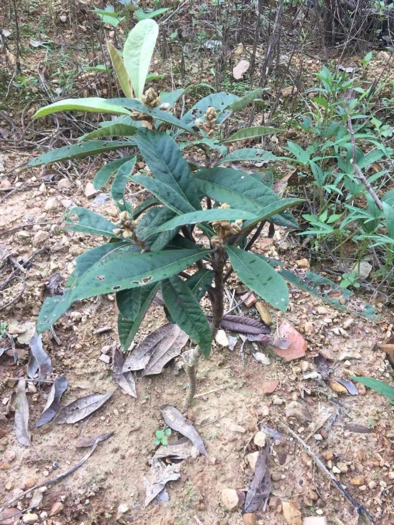 早钟六号枇杷苗，基地直供，品种纯正，量大从优，价格美丽