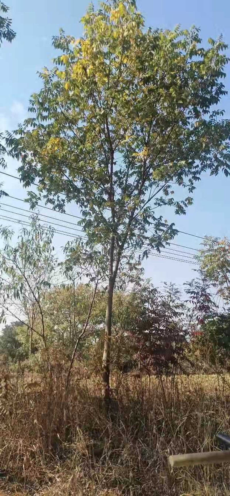 黄连木乡土树种，二次移栽成活率高，耐运输，介格合理