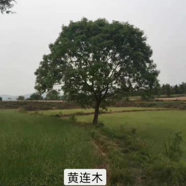 黄连木乡土树种，二次移栽成活率高，耐运输，介格合理