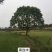 黄连木乡土树种，二次移栽成活率高，耐运输，介格合理
